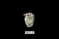 藏品(障泥蛤(方形鉗蛤))的圖片